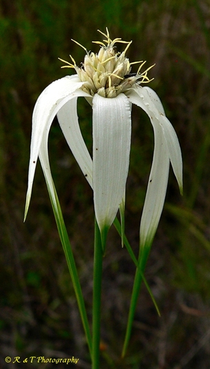 {Rhynchospora latifolia}
